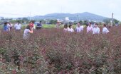 Hiệu quả các mô hình sản xuất nông nghiệp trên địa bàn TP Thanh Hóa