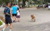 Cấm nhưng vẫn thả rông dắt chó vào công viên