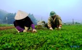 "Làng rau má" ở thành phố Thanh Hóa