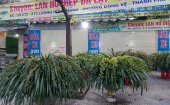 Quy hoạch chợ hoa, cây cảnh ngày tết ở thành phố Thanh Hóa