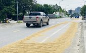  Nguy cơ mất an toàn giao thông từ việc phơi lúa trên đường