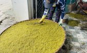 Người trồng thuốc lào Hoằng Đại phấn khởi vì được cả mùa lẫn giá
