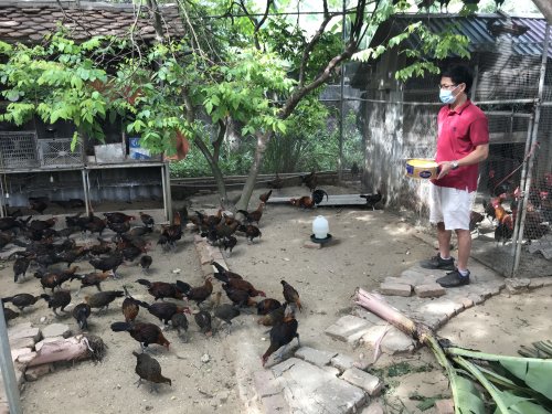 Hướng đi mới từ nuôi gà rừng lai  Tạp chí Chăn nuôi Việt Nam